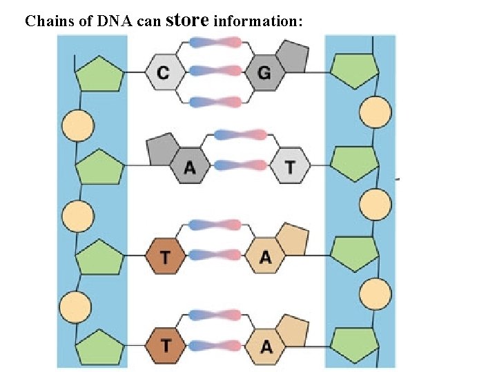 Chains of DNA can store information: Chains of DNA can store information: