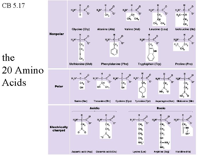 CB 5. 17 the 20 Amino Acids CB 5. 17 the 20 Amino Acids