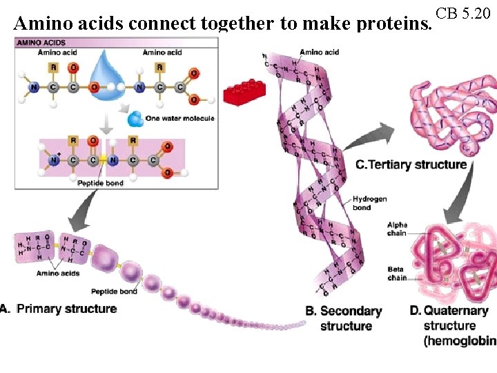 Amino acids connect together to make proteins. CB 5. 20 Amino acids connect together to make proteins. CB 5. 20