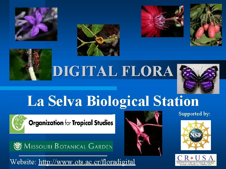 DIGITAL FLORA La Selva Biological Station Supported by: Website: http: //www. ots. ac. cr/floradigital