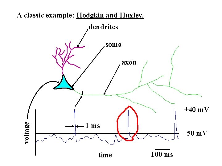 A classic example: Hodgkin and Huxley. dendrites soma axon voltage +40 m. V 1