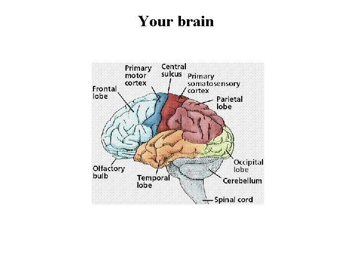 Your brain 