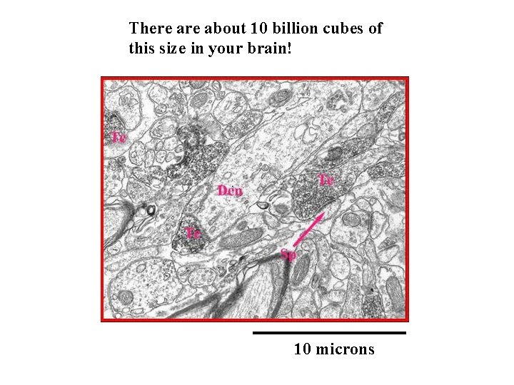There about 10 billion cubes of this size in your brain! 10 microns 