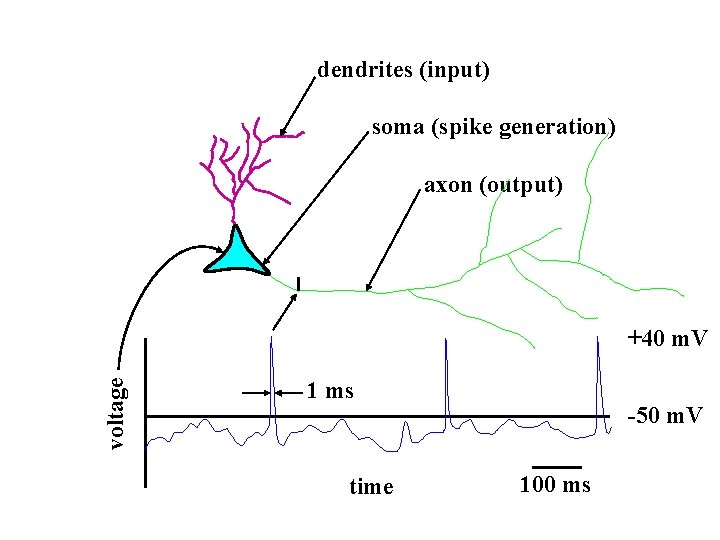 dendrites (input) soma (spike generation) axon (output) voltage +40 m. V 1 ms time