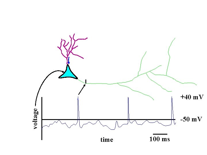voltage +40 m. V -50 m. V time 100 ms 