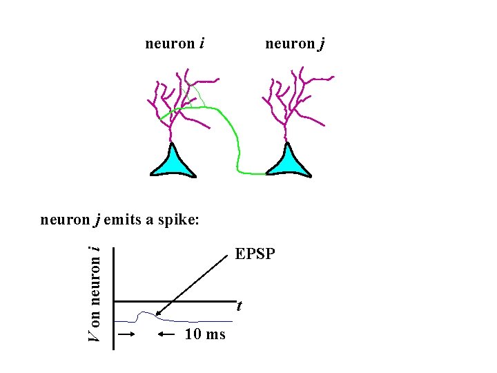 neuron i neuron j V on neuron i neuron j emits a spike: EPSP