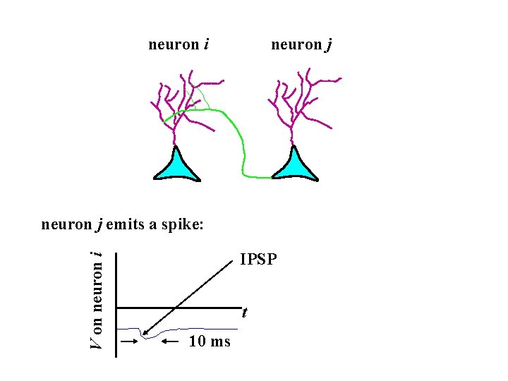 neuron i neuron j V on neuron i neuron j emits a spike: IPSP