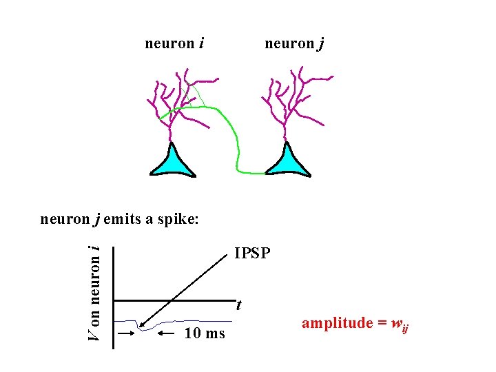 neuron i neuron j V on neuron i neuron j emits a spike: IPSP