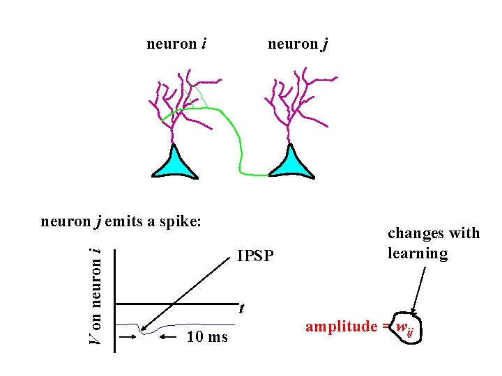 neuron i neuron j V on neuron i neuron j emits a spike: IPSP