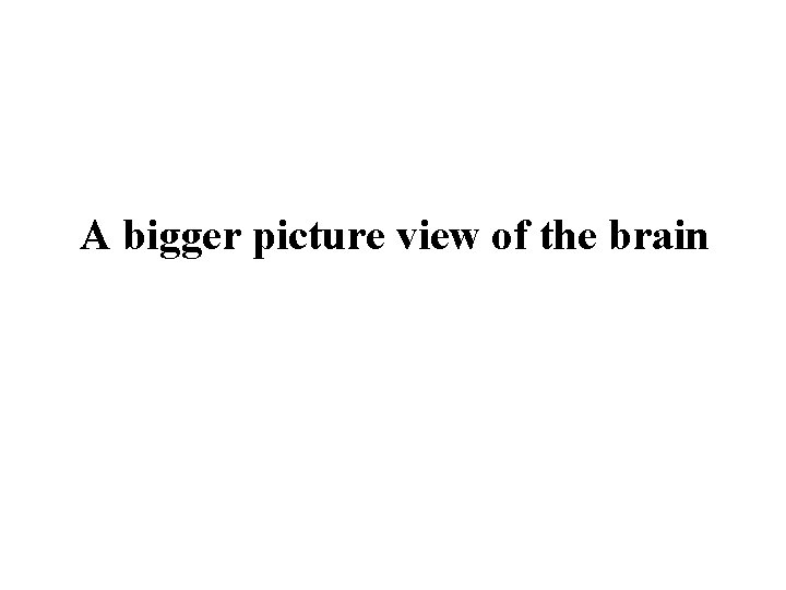 A bigger picture view of the brain 