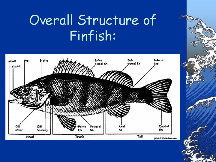 Overall Structure of Finfish: 