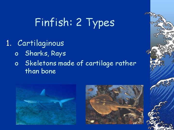 Finfish: 2 Types 1. Cartilaginous o Sharks, Rays o Skeletons made of cartilage rather