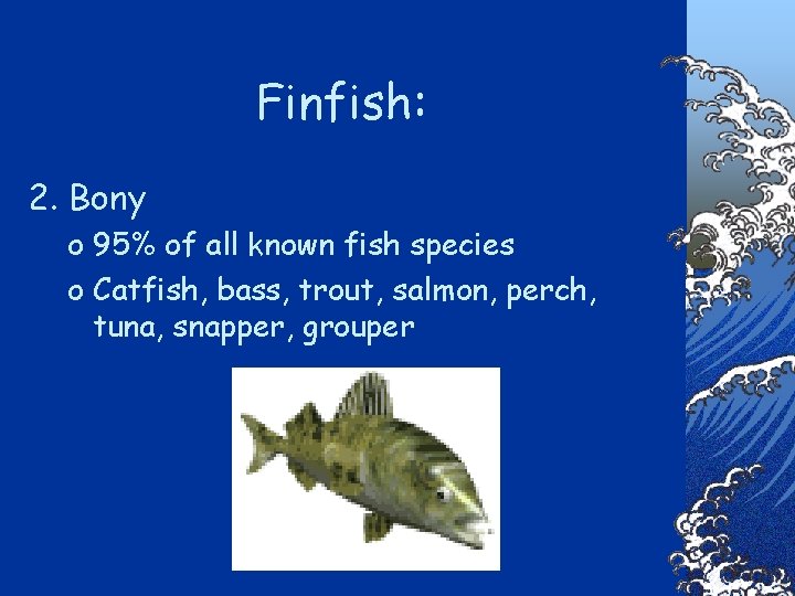 Finfish: 2. Bony o 95% of all known fish species o Catfish, bass, trout,