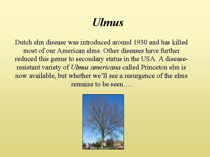 Ulmus Dutch elm disease was introduced around 1930 and has killed most of our