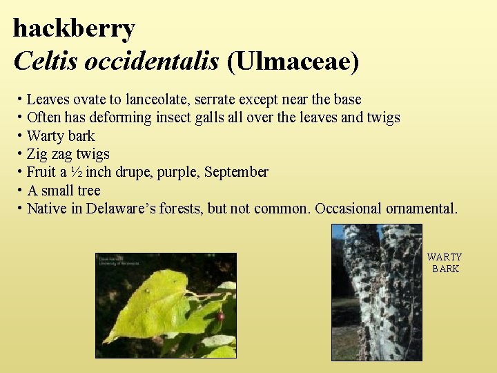 hackberry Celtis occidentalis (Ulmaceae) • Leaves ovate to lanceolate, serrate except near the base