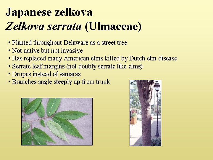 Japanese zelkova Zelkova serrata (Ulmaceae) • Planted throughout Delaware as a street tree •