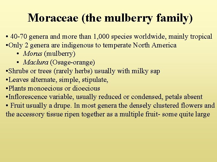 Moraceae (the mulberry family) • 40 -70 genera and more than 1, 000 species