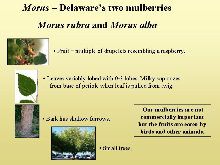 Morus – Delaware’s two mulberries Morus rubra and Morus alba • Fruit = multiple