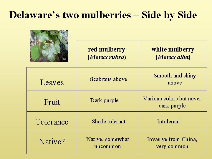 Delaware’s two mulberries – Side by Side Leaves Fruit red mulberry (Morus rubra) white