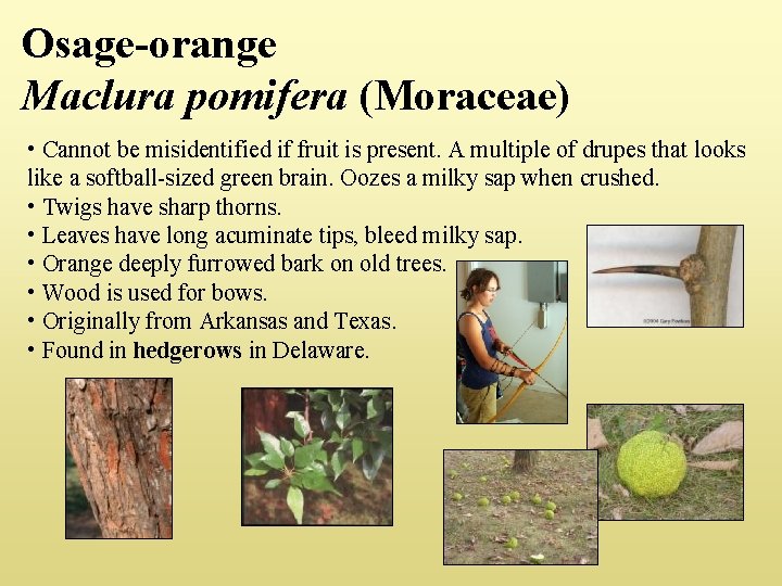 Osage-orange Maclura pomifera (Moraceae) • Cannot be misidentified if fruit is present. A multiple