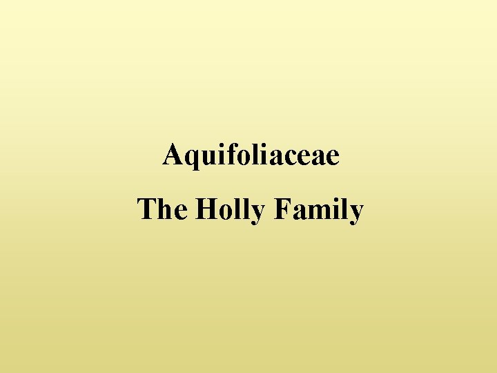 Aquifoliaceae The Holly Family 