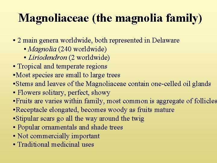 Magnoliaceae (the magnolia family) • 2 main genera worldwide, both represented in Delaware •
