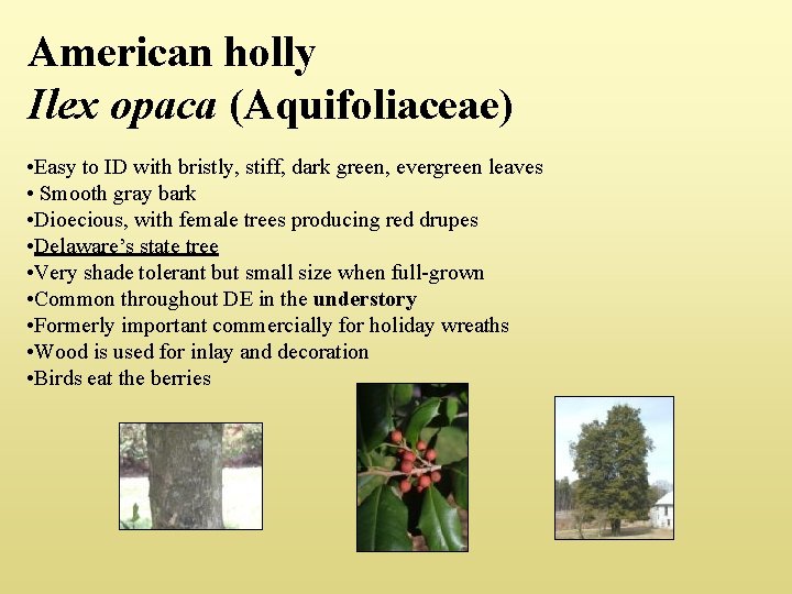 American holly Ilex opaca (Aquifoliaceae) • Easy to ID with bristly, stiff, dark green,