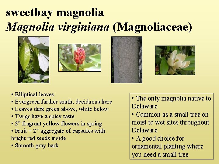 sweetbay magnolia Magnolia virginiana (Magnoliaceae) • Elliptical leaves • Evergreen farther south, deciduous here