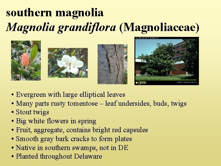 southern magnolia Magnolia grandiflora (Magnoliaceae) • Evergreen with large elliptical leaves • Many parts