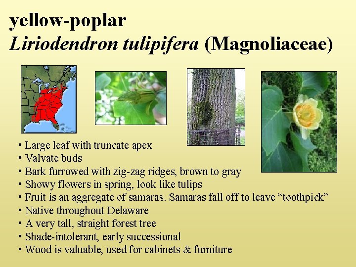 yellow-poplar Liriodendron tulipifera (Magnoliaceae) • Large leaf with truncate apex • Valvate buds •