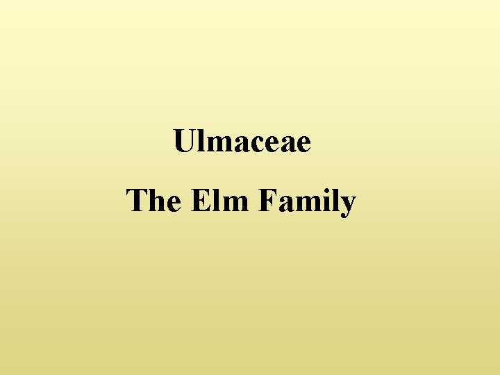 Ulmaceae The Elm Family 