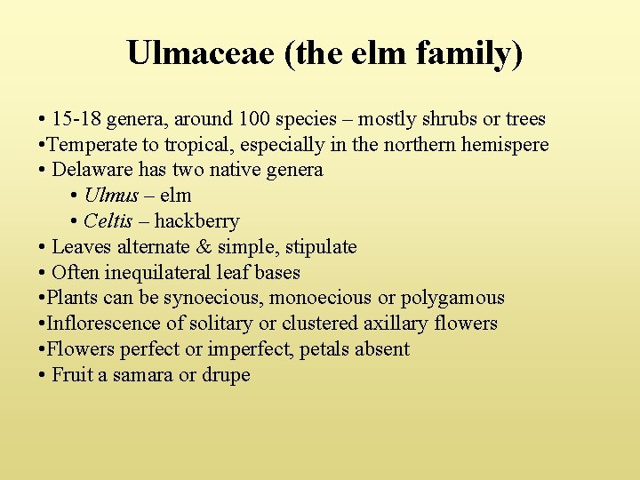 Ulmaceae (the elm family) • 15 -18 genera, around 100 species – mostly shrubs