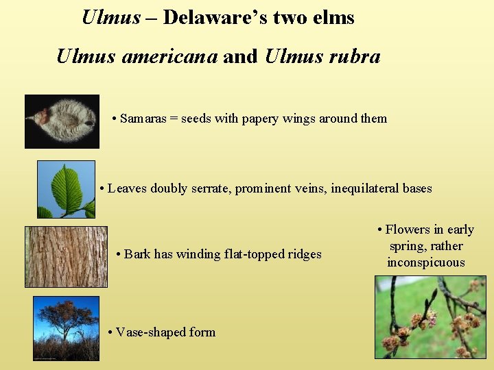 Ulmus – Delaware’s two elms Ulmus americana and Ulmus rubra • Samaras = seeds
