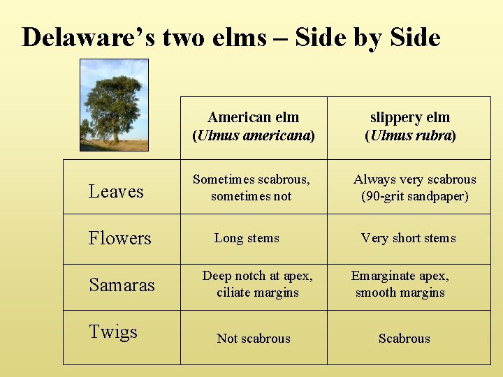 Delaware’s two elms – Side by Side Leaves Flowers Samaras Twigs American elm (Ulmus