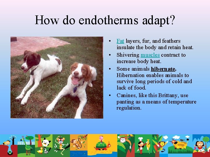 How do endotherms adapt? • Fat layers, fur, and feathers insulate the body and