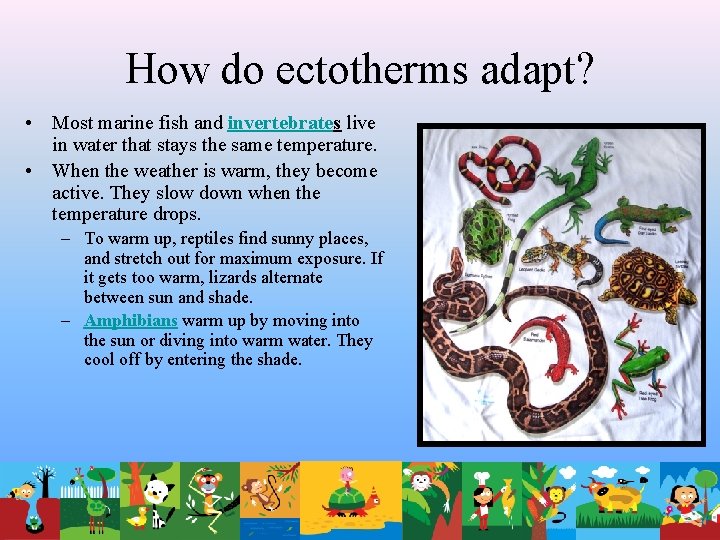 How do ectotherms adapt? • Most marine fish and invertebrates live in water that