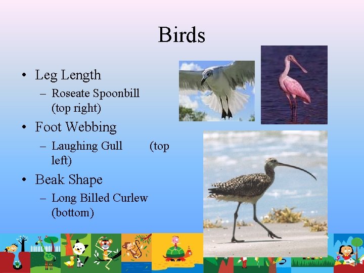 Birds • Leg Length – Roseate Spoonbill (top right) • Foot Webbing – Laughing