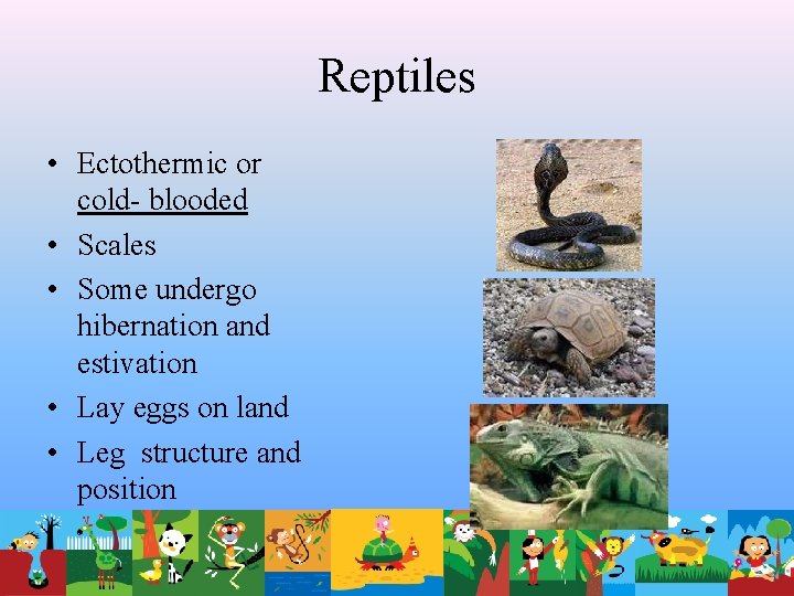 Reptiles • Ectothermic or cold- blooded • Scales • Some undergo hibernation and estivation