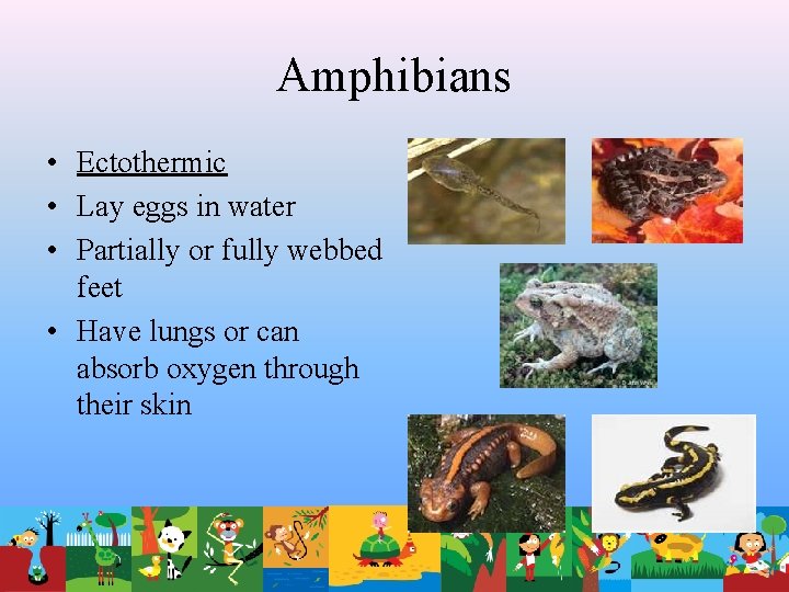 Amphibians • Ectothermic • Lay eggs in water • Partially or fully webbed feet