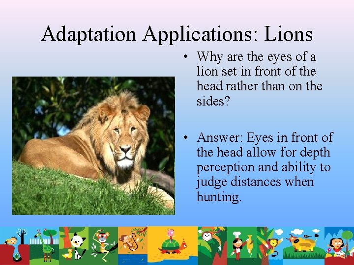 Adaptation Applications: Lions • Why are the eyes of a lion set in front