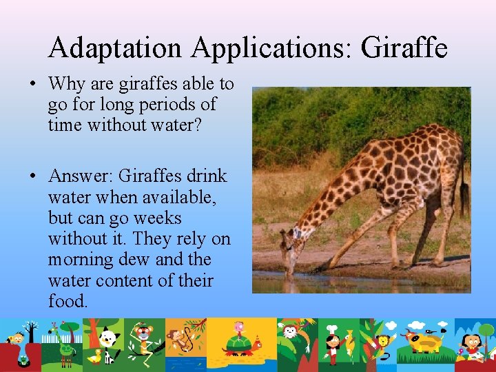 Adaptation Applications: Giraffe • Why are giraffes able to go for long periods of