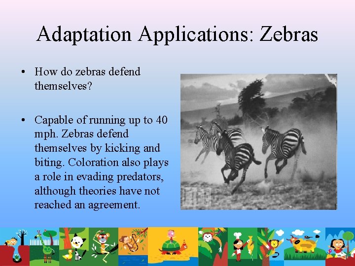 Adaptation Applications: Zebras • How do zebras defend themselves? • Capable of running up