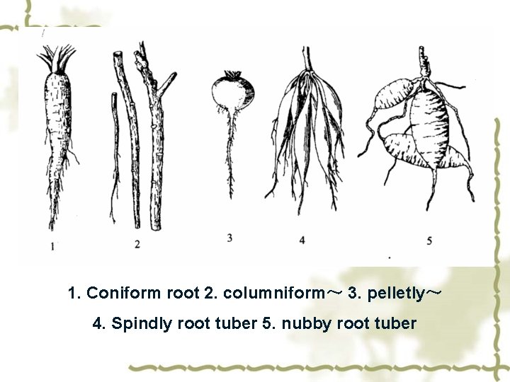 1. Coniform root 2. columniform～ 3. pelletly～ 4. Spindly root tuber 5. nubby root