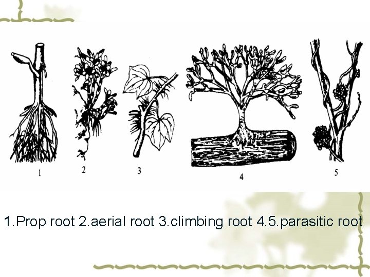 1. Prop root 2. aerial root 3. climbing root 4. 5. parasitic root 