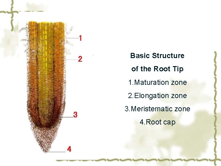 Basic Structure of the Root Tip 1. Maturation zone 2. Elongation zone 3. Meristematic