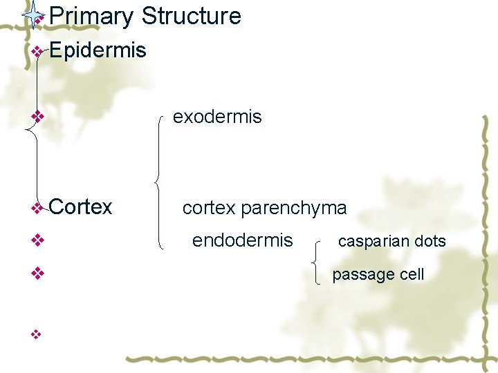 v Primary Structure v Epidermis v v Cortex v v v exodermis cortex parenchyma