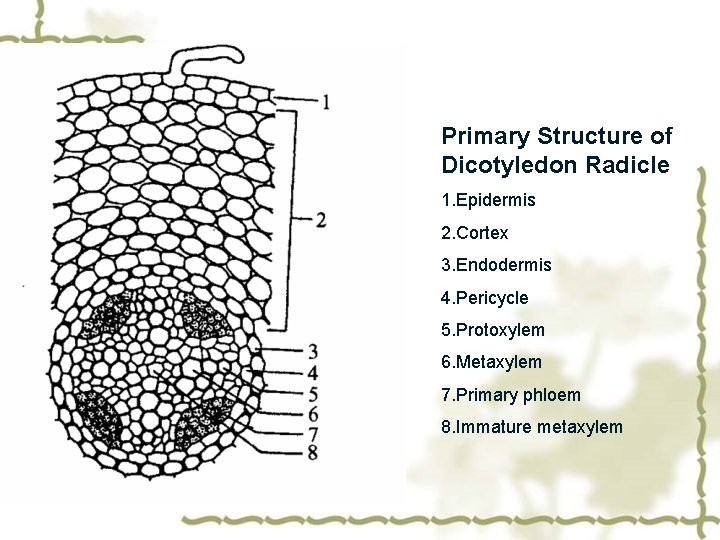 Primary Structure of Dicotyledon Radicle 1. Epidermis 2. Cortex 3. Endodermis 4. Pericycle 5.