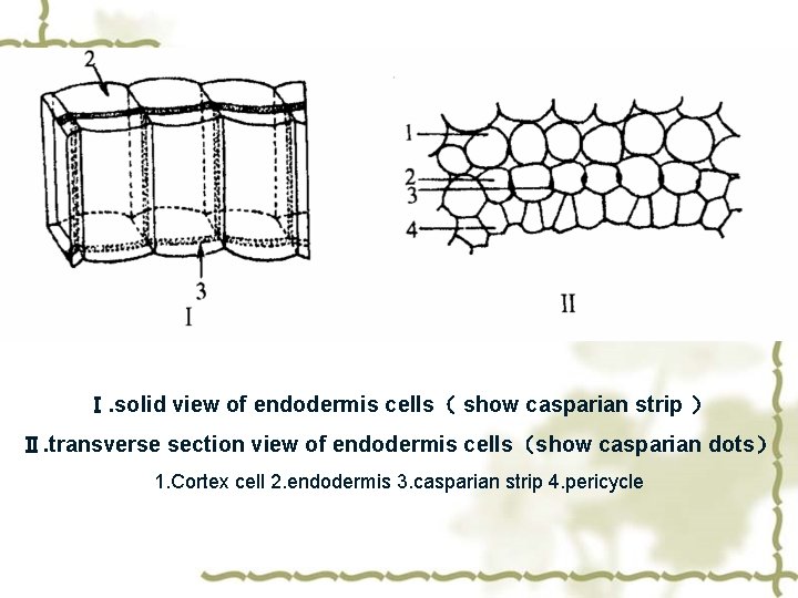 Ⅰ. solid view of endodermis cells（ show casparian strip ） Ⅱ. transverse section view