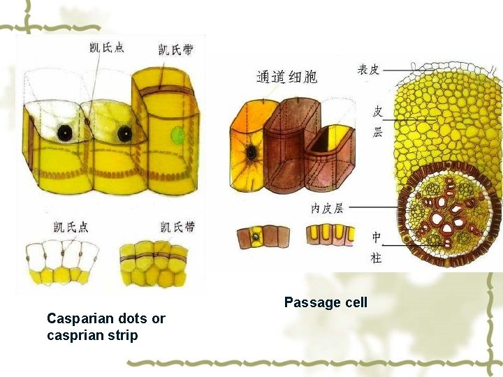 Passage cell Casparian dots or casprian strip 