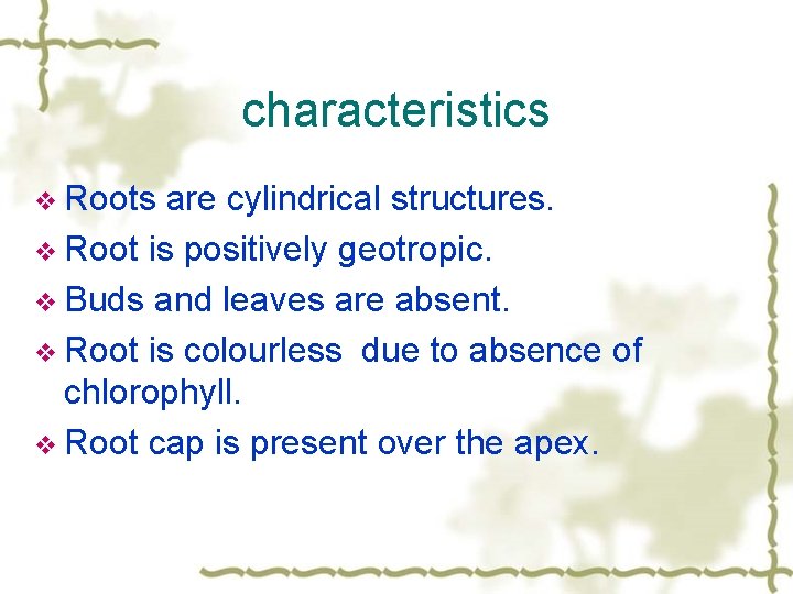 characteristics v Roots are cylindrical structures. v Root is positively geotropic. v Buds and